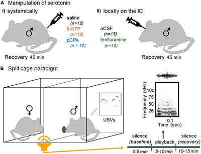 Listening to your partner: serotonin increases male responsiveness to female vocal signals in mice
